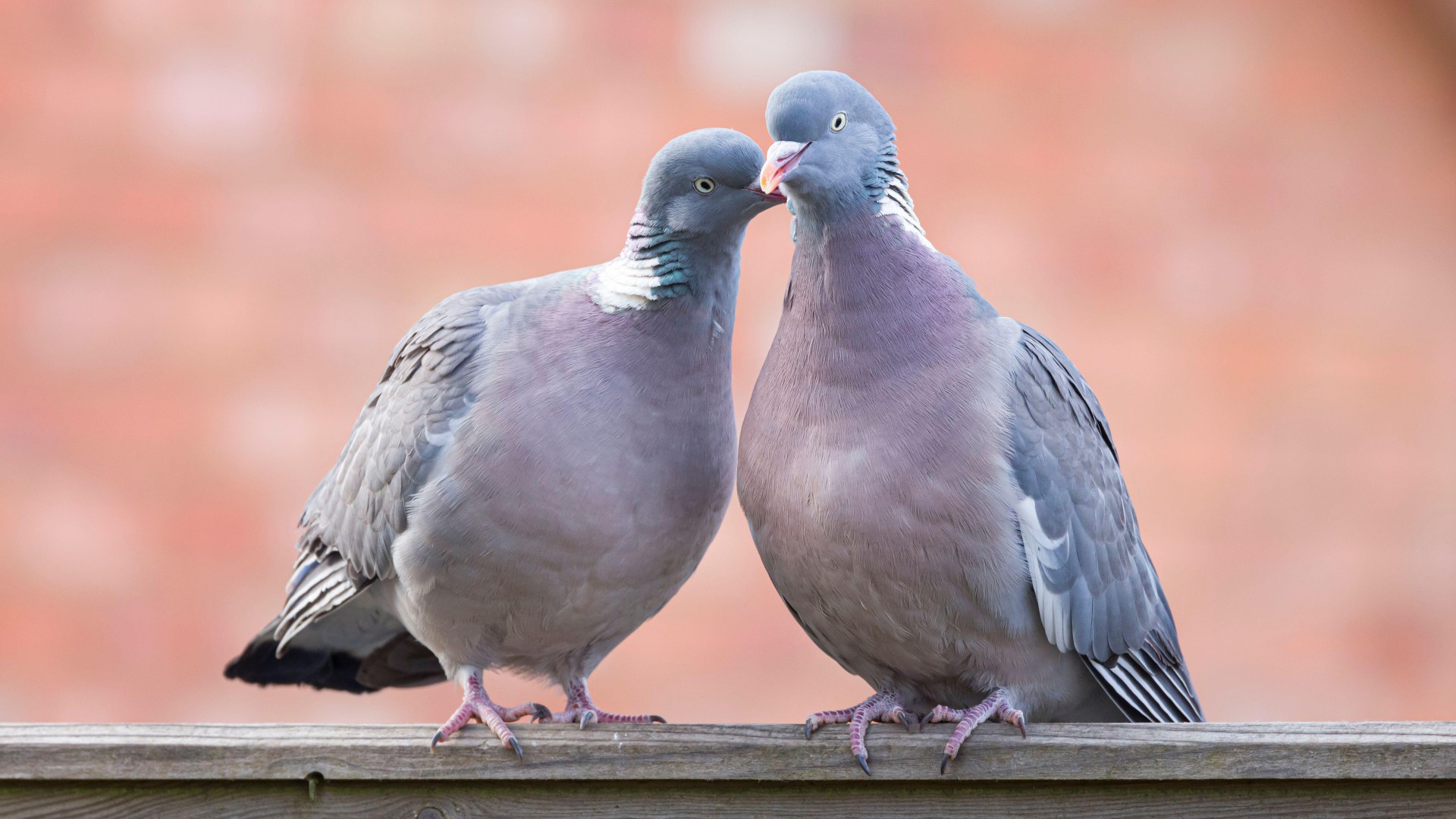 Pigeons could be offered beginning regulate in bid to curb booming populations