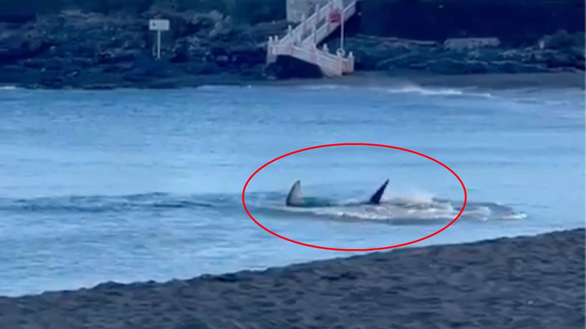 Chilling moment shark stalks shoreline sending tourists fleeing after fin is spotted in water at Gran Canaria beach