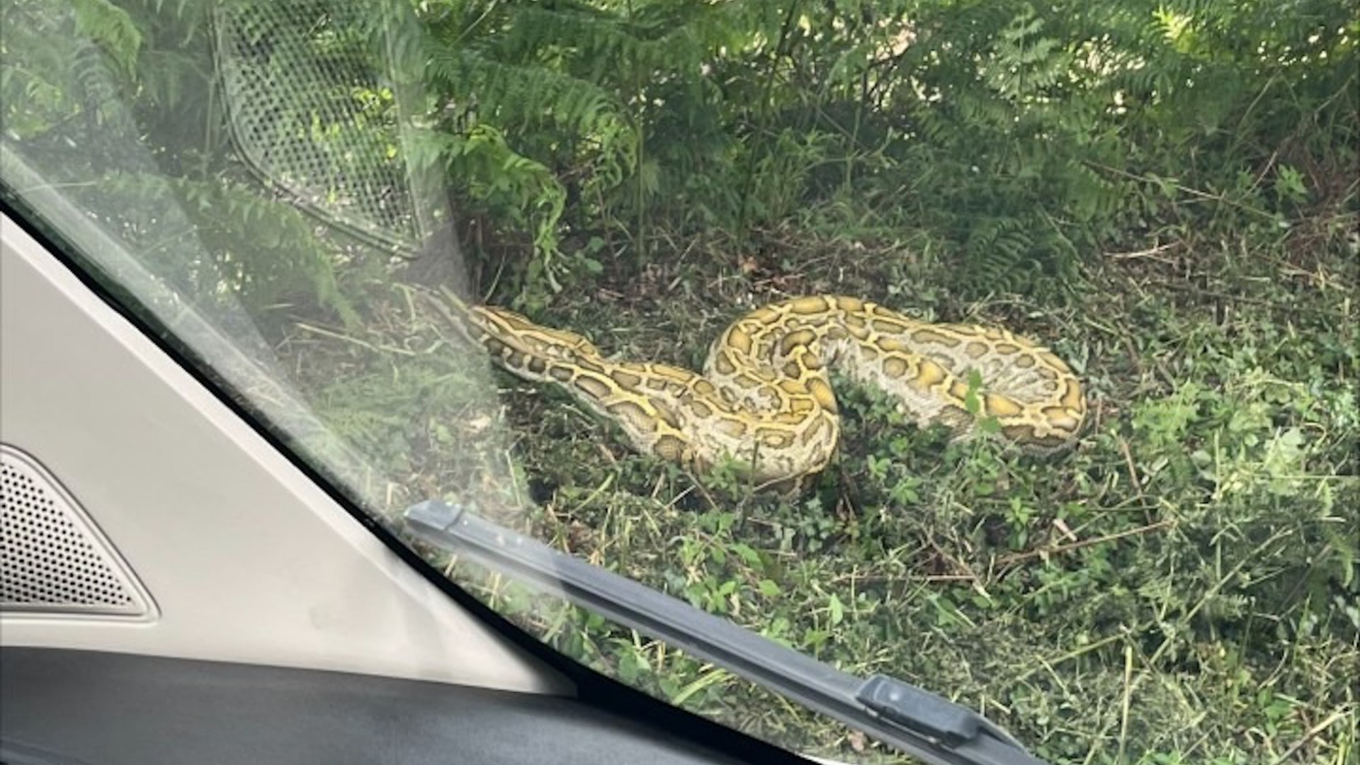 Horror as 14ft Burmese python slithers previous holiday break-park guests’ home windows