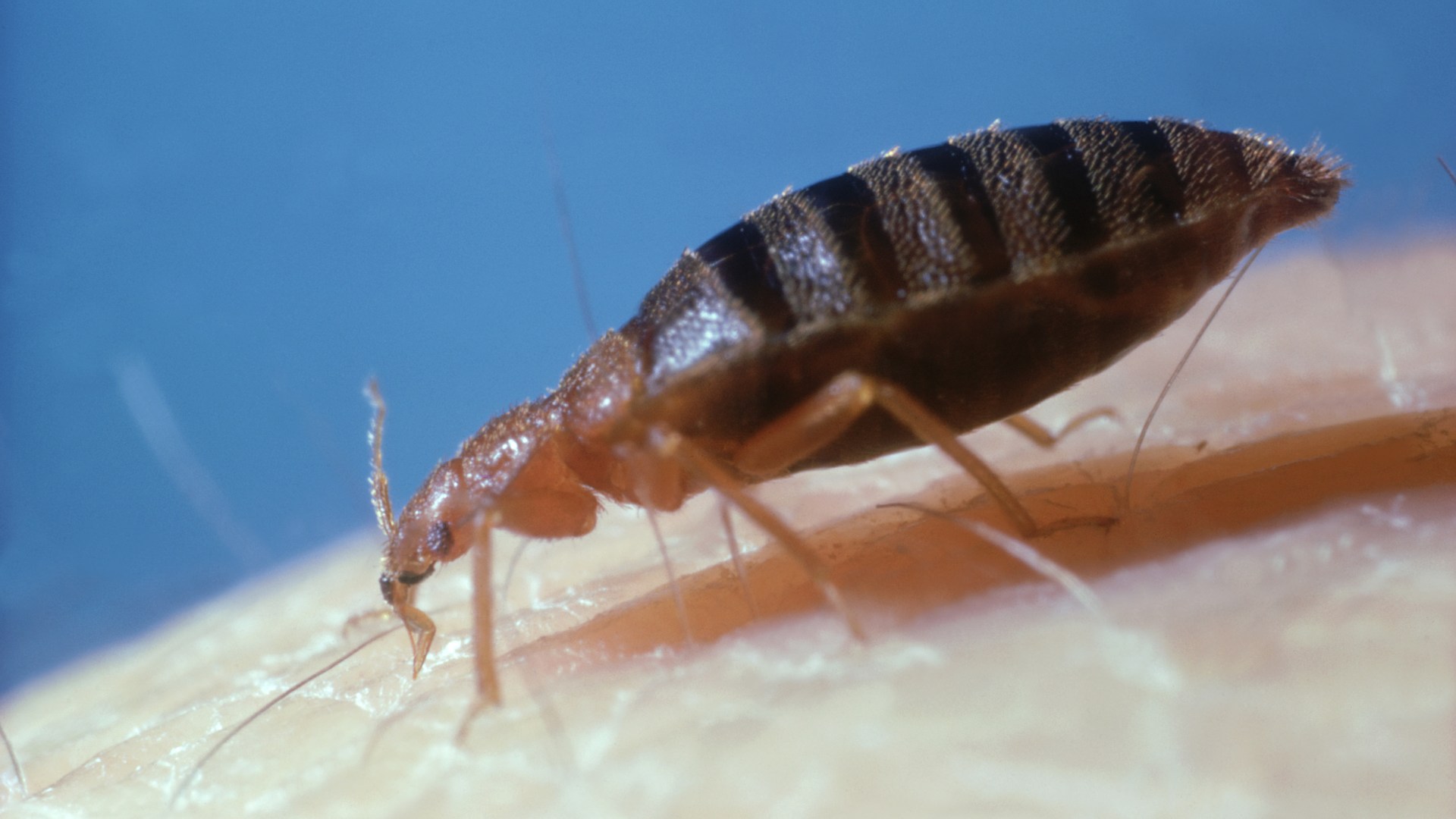 Fears for SECOND bed bug outbreak in Britain grow as expert callouts to tackle blood-sucking creatures rise in Paris