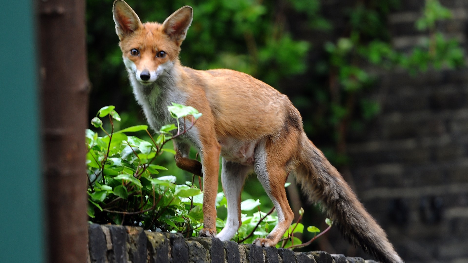 Is it illegal to feed foxes in your back garden?