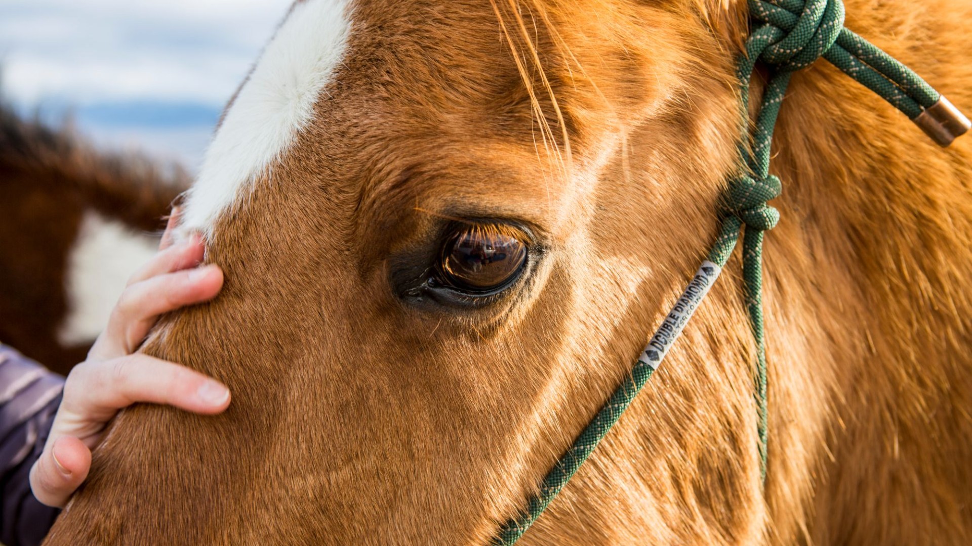 Town put under night time lockdown as disabling horse virus that kills 1 in 3 runs rampant