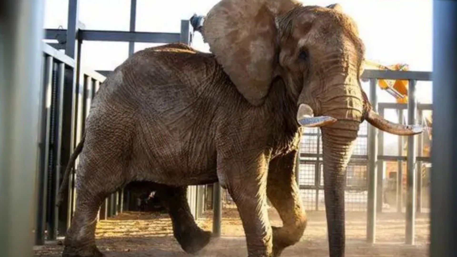 Charlie the world’s saddest elephant who was captured for circus & watched pals & only calf die finally FREE after 40yrs