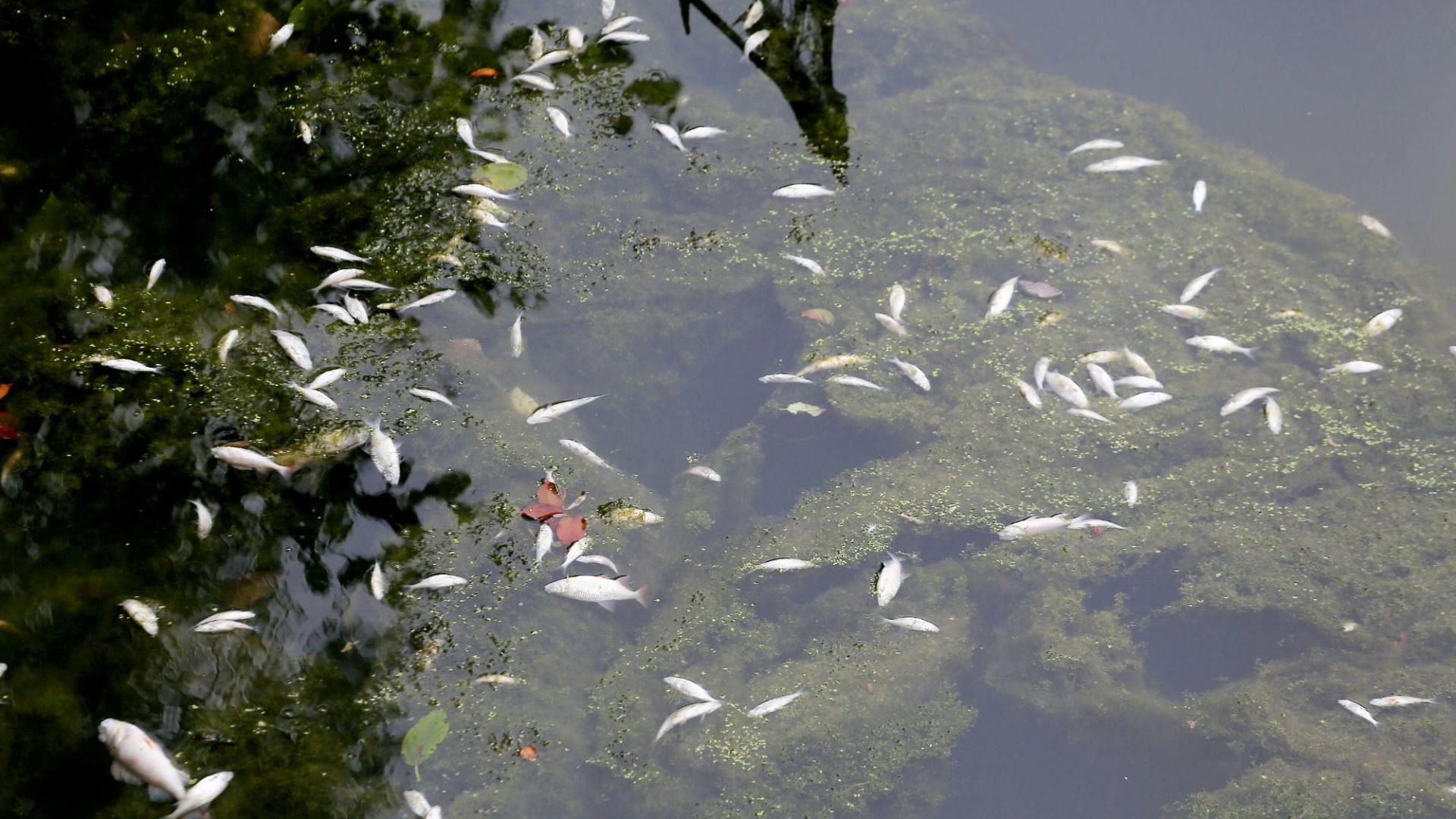 ‘Source’ of chemical poison leak spreading through UK canal revealed – as Brits told ‘stay AWAY’ from water